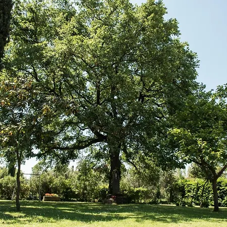 Le Cinque Querce * Viterbo
