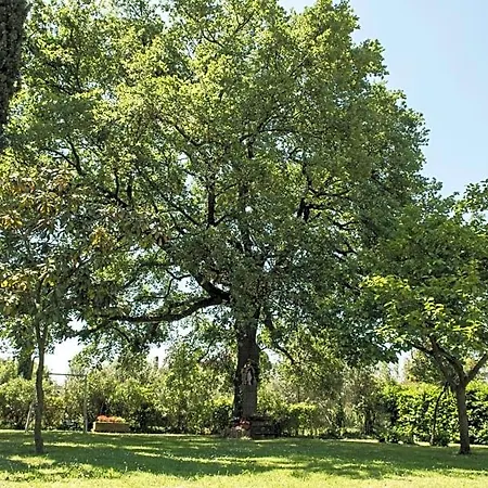 Le Cinque Querce Viterbo
